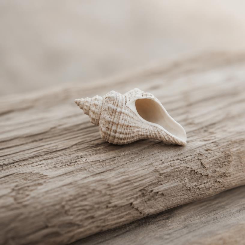 A dried sea shell
